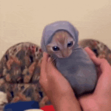 Purrito meme: animated kitten