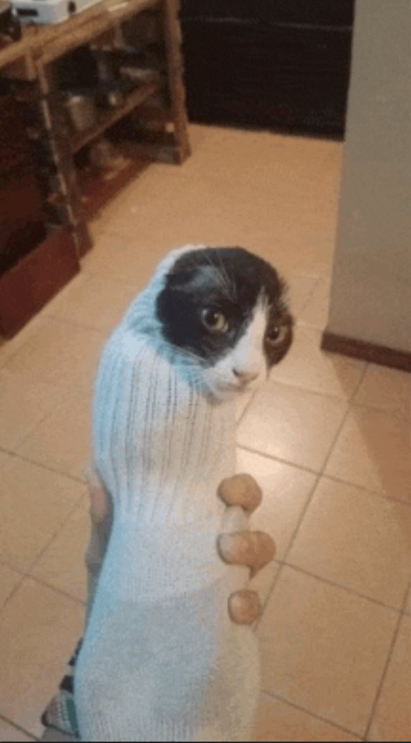 Purrito meme