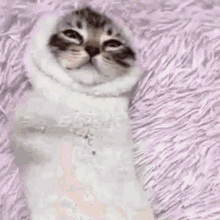 Purrito meme: animated kitten