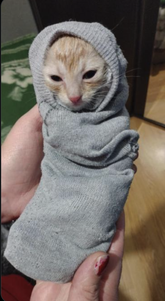 Purrito meme